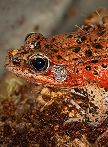 California Red-legged Frog