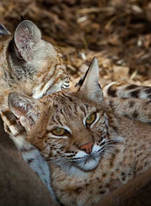 Bobcats
