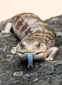 Skink