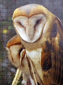 Barn owl