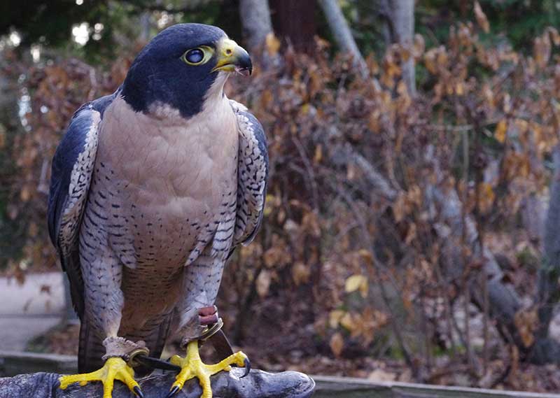 Birds-Peregrine Birds-Peregrine