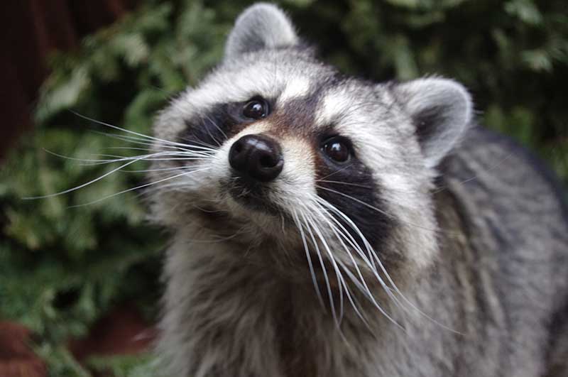 Raccoon - CuriOdyssey