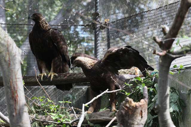 Raptor Power: Discover Birds of Prey - CuriOdyssey