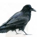 Common Raven drawing