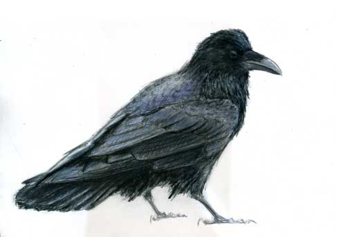 common_raven_color_fix_sm