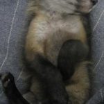 Fox sleeping