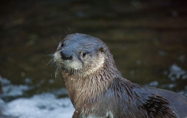 otterblogcrop-632x399