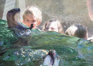 kids looking at river otter