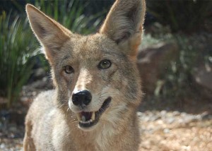 Sierra the coyote at CuriOdyssey