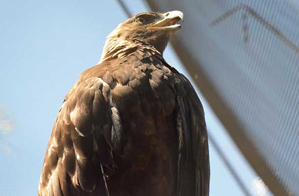 Raptor Power: Discover Birds of Prey - CuriOdyssey