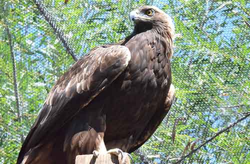 Raptor Power: Discover Birds of Prey - CuriOdyssey