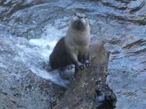 RiverOtter