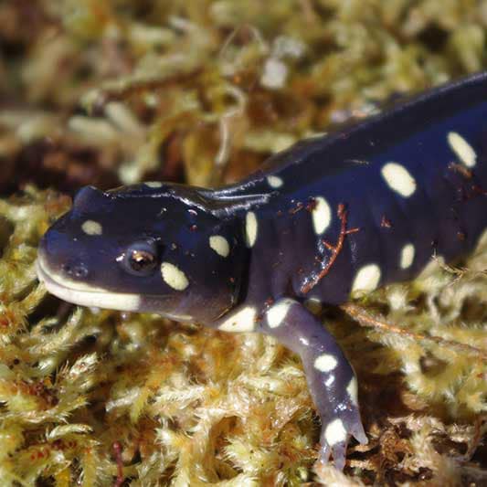 baby tiger salamander