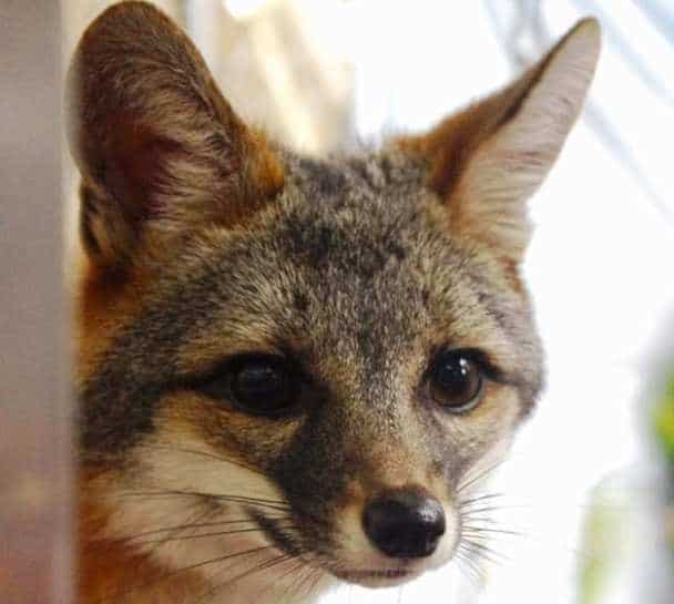 Gray Fox - CuriOdyssey