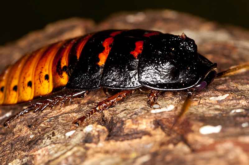 Madagascar Hissing Cockroaches - CuriOdyssey