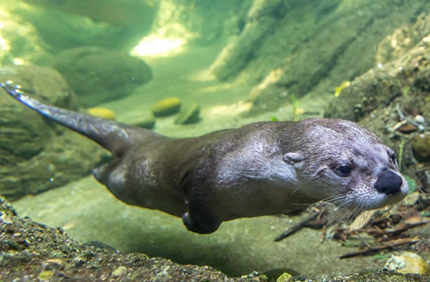 River otter swims underwater