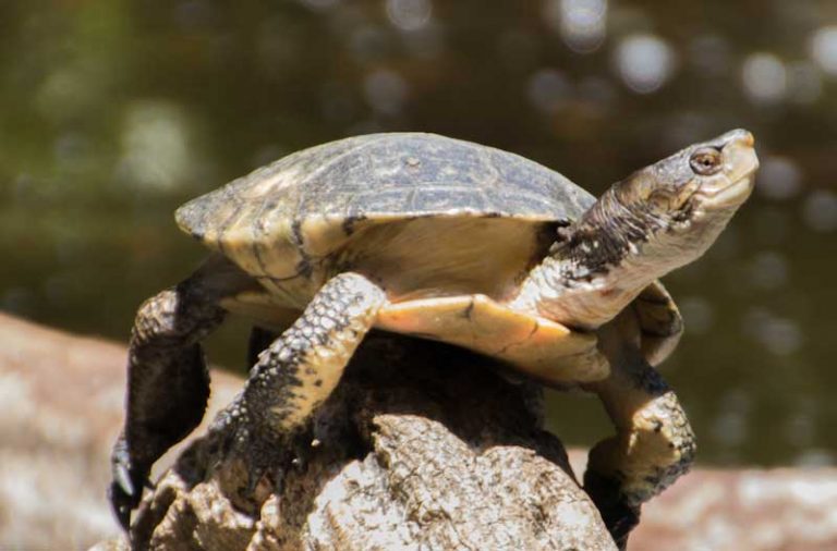 Western Pond Turtle - CuriOdyssey