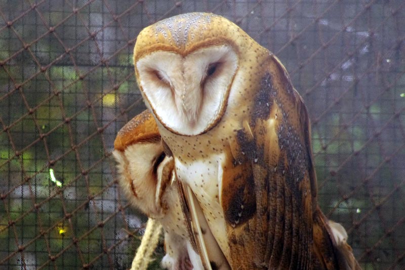 Barn Owl - CuriOdyssey