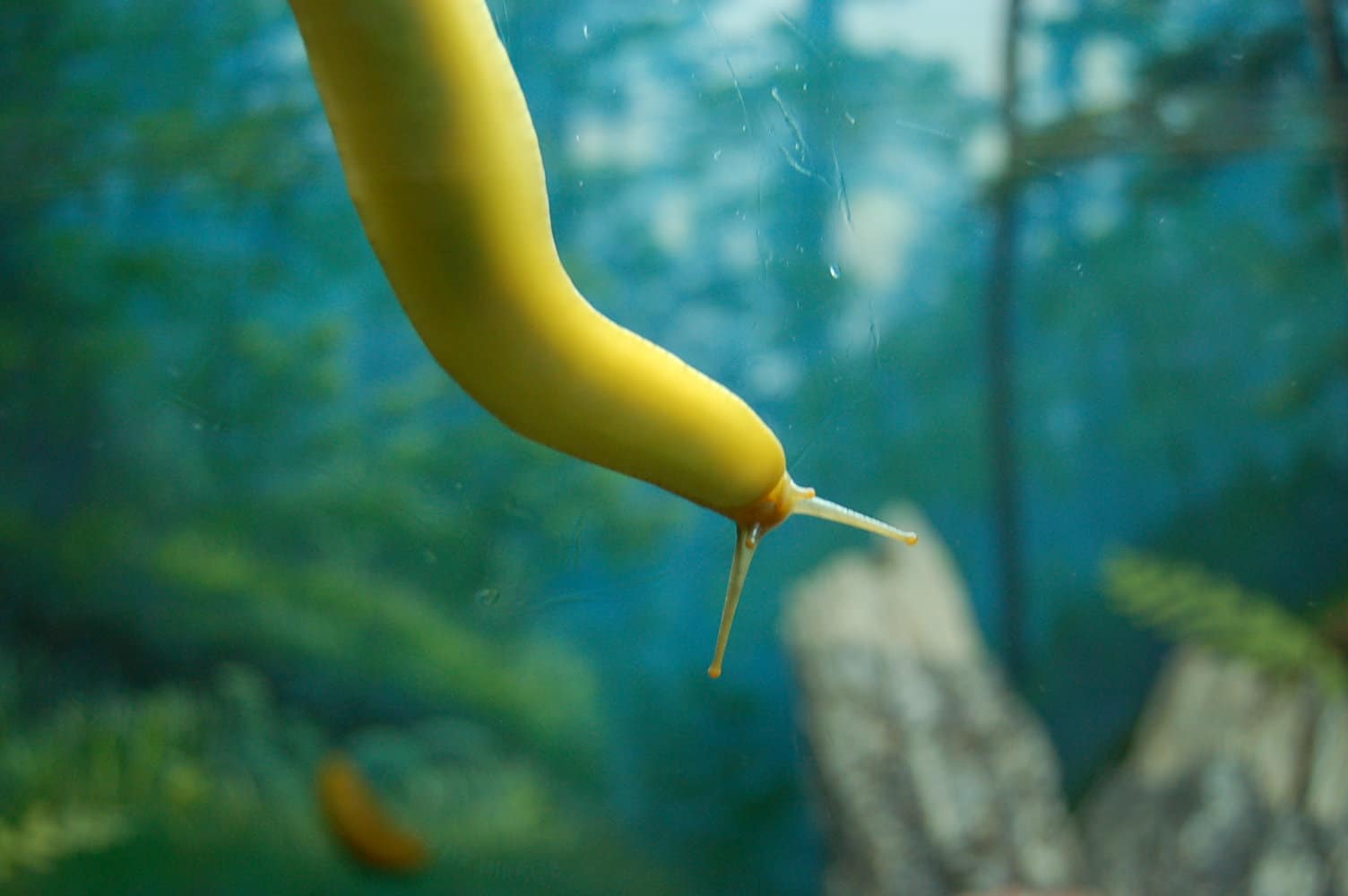 Banana Slugs - CuriOdyssey