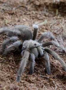 Bay Area Blonde Tarantula