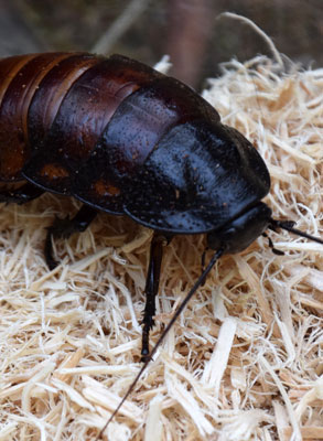 invertebrates-thumb-hissing-cockroach