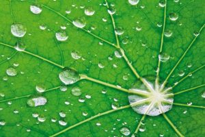 water-on-leaf.jpg__1072x0_q85_upscale