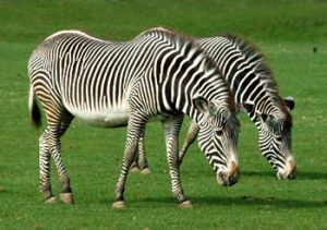 zebras