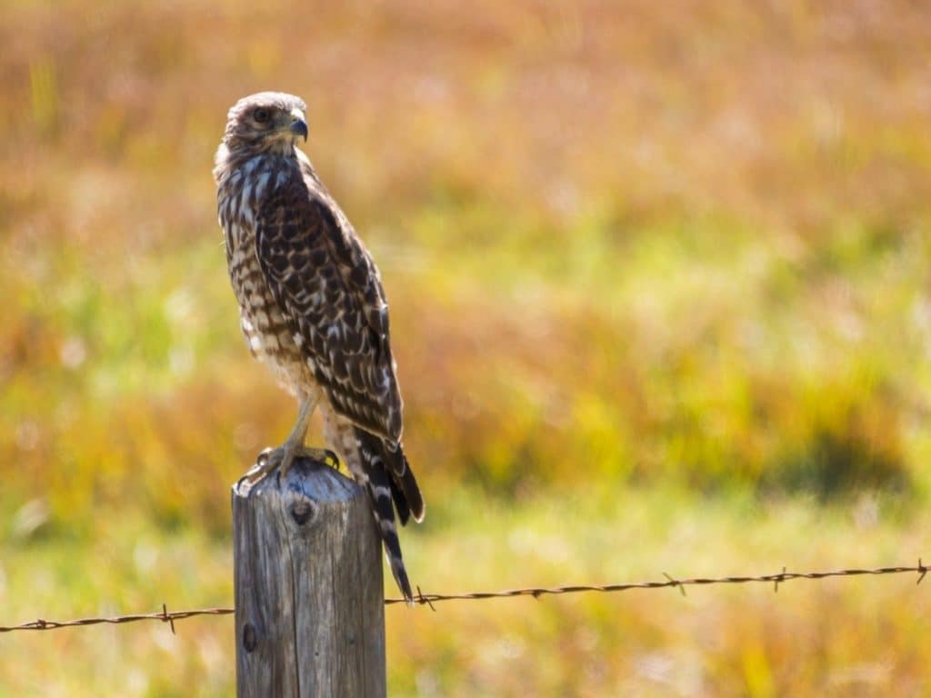 California Birds of Prey