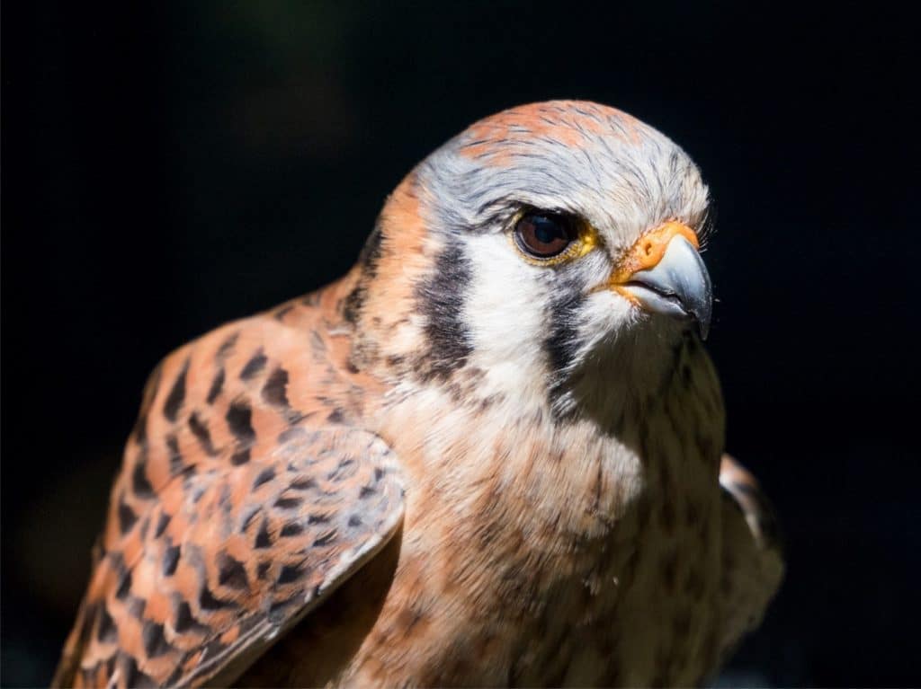 Raptor Power: Discover Birds of Prey - CuriOdyssey