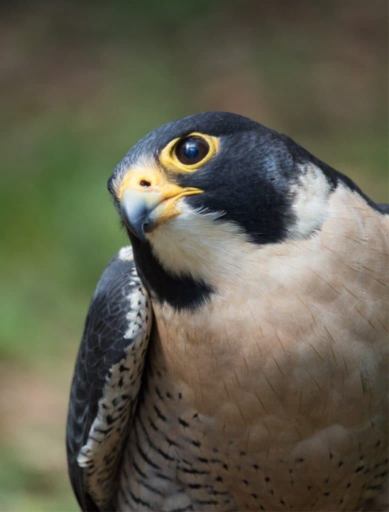 California Birds of Prey