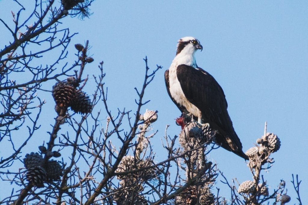 Where to see birds of prey