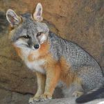 Gray Fox wildlife conservation