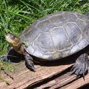 Western Pond Turtle wildlife conservation