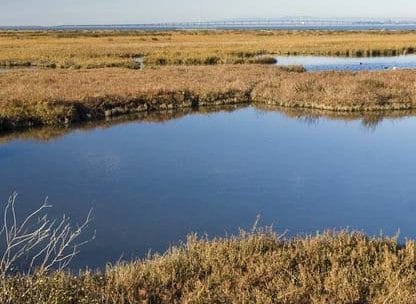 wetland_restoration