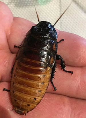 Hissing Cockroach