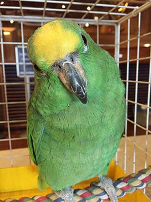 Craned Parrot