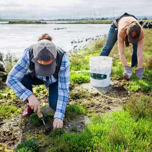 Volunteers remove invasive plant from marsh.