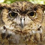 Head of great horned owl