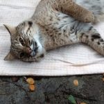 Bobcat lies on blanket