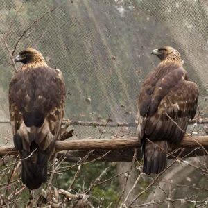 Raptor Power: Discover Birds of Prey - CuriOdyssey