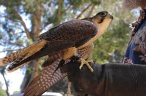 Raptor Power: Discover Birds of Prey - CuriOdyssey