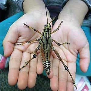 FF Eastern Lubber Grasshopper - CuriOdyssey