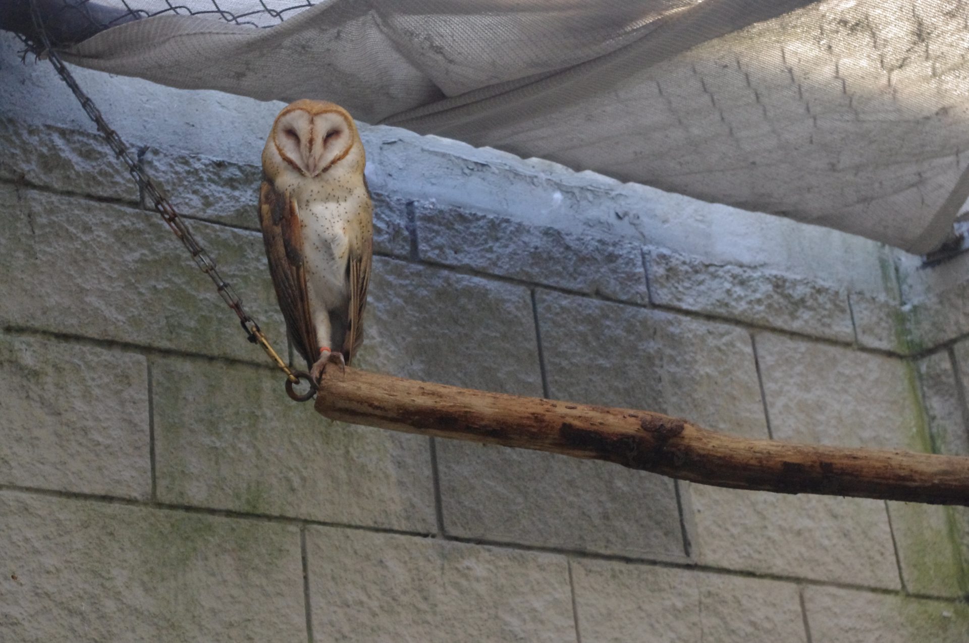 Barn Owl Perch Curiodyssey