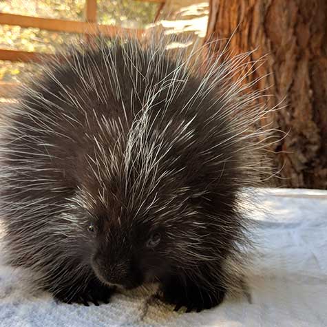 north american porcupine