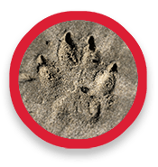 Animal track of paw in earth