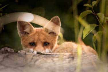 Fox crouches behind a rock.