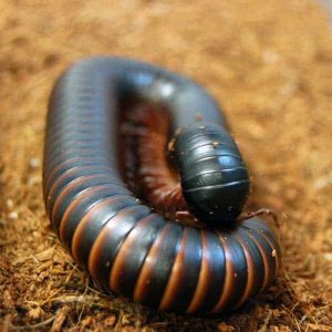 Giant African Millipede - CuriOdyssey