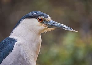 image of a bird, Black Crowned Night Heron