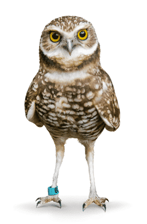 burrowing-owl-standingl