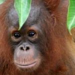 Face of orangutan